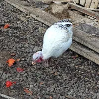 دو تا بوقلمون ماده