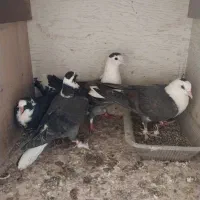 کفتر کلسفید