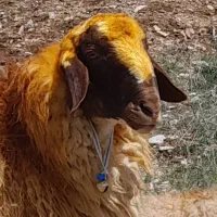 قوچ ورن گوسفند بره میش