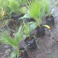 پالم|گل و گیاه طبیعی|آستارا, |دیوار