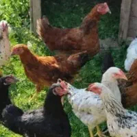 مرغ وخروس محلی