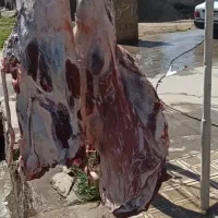 گوشت گوساله نر و گوسفند تازه|خوردنی و آشامیدنی|چهاربرج, |دیوار