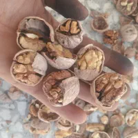 مغز گردو وگردو کردستان|خوردنی و آشامیدنی|قم, شهر قائم|دیوار