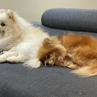 پامرانین خرسی سفید نر وارداتی کش ش|سگ|کرج, گلشهر|دیوار