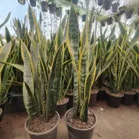 فروشگاه آنلاین انواع گل گیاه نصیری