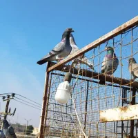 پلاکی فروش پلاکی نرو ماده همه باهم