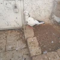 کبوتر ماده دم سیاه|پرنده|شیراز, تل حسین‌آباد|دیوار