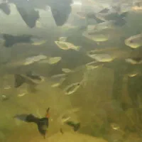 ماهی گوپی نژاد خوب|ماهی|کرمانشاه, |دیوار