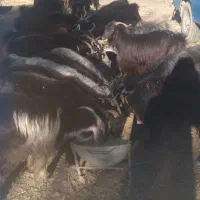 فروش ۲۰عددبز وبزغاله جوان وچاق