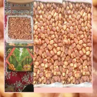 خرمای زاهدی و رطب تازه کارتنی بزرگ