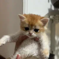 بریتیش گلد|گربه|شهر ری, دیلمان|دیوار