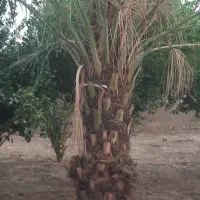 بریدن نخل با اره بنزینی|خدمات باغبانی و درختکاری|جم, |دیوار