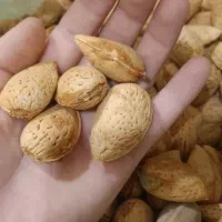 بادام درختی تلخ|خوردنی و آشامیدنی|تهران, جمال‌زاده|دیوار