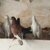 کبوتر|پرنده|فولادشهر, ورزشگاه فولادشهر|دیوار