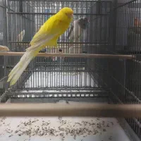 تعدادی قناری