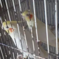 دوجفت  عروس هلندی