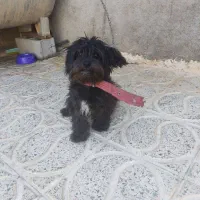 سگ پا کوتاه