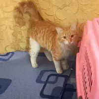 میکس پرشین ودی اچ اس