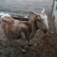 شیراجوان براداشت|حیوانات مزرعه|طبس, |دیوار