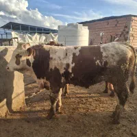 فروش گوساله چاق پروار شده سمینتال