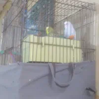 دوعدد مرغ عشق نر ماده به شرط تخم جوجه با قفس|پرنده|بجنورد, |دیوار