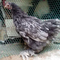 قفس. کوشین|لوازم جانبی حیوانات|مشهد, حجت|دیوار