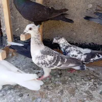 7 عدد کفتر پرشی