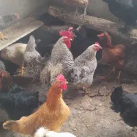 تخم مرغ محلی