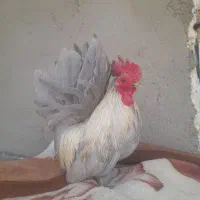 خروس چینی