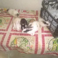 ۸عدد بچه خرگوش