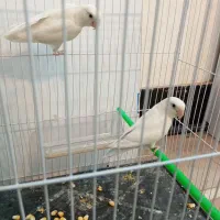 کوتوله|پرنده|تربت جام, علوی|دیوار