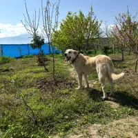 ماده پژدر اصیل|سگ|گرگان, |دیوار