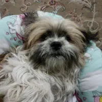 سگ شیتزو|سگ|مشهد, امیریه|دیوار