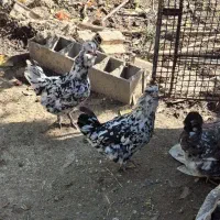 تخم نطفه دار گلین لری اصیل چهل تاج|حیوانات مزرعه|گرگان, |دیوار