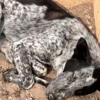 سگ در فاز صفر|سگ|پرند, فاز ۱|دیوار