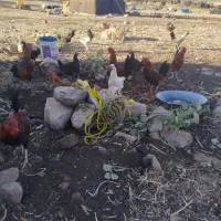 خروس  یک سال