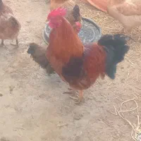 خروس