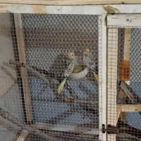 دوعدد عروس هلندی مرواریدی هردو ماده