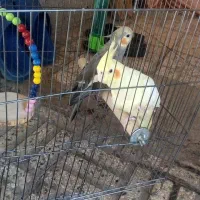 یک جفت عروس هلندی