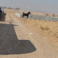 نریون ۳ساله