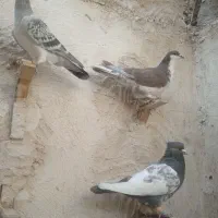 کبوتر|پرنده|زاهدان, |دیوار