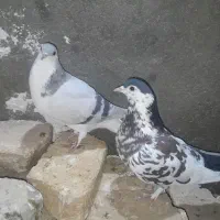 حیوون فروشی|پرنده|تربت‌حیدریه, آغوی|دیوار