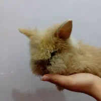 انواع خرگوش لوپ