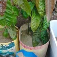 نهال انبه