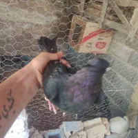 کبوت زاغ ابادانی درجه یک|پرنده|یاسوج, |دیوار