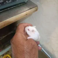 همستر کمپل مینیاتوری