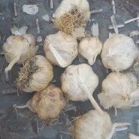 سیر تند همدان|خوردنی و آشامیدنی|تهران, استخر|دیوار