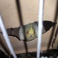 عروس هلندی جفت مولد|پرنده|تهران, اسکندری|دیوار