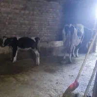 گاو و گوساله ماده هلشتاین