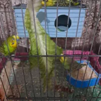 یک جفت مرغ عشق